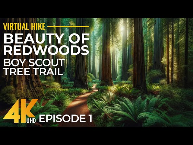 4K Relaxing Forest Walk in the Redwoods with Birds Sounds - Hiking on Boy Scout Tree Trail - Part 1