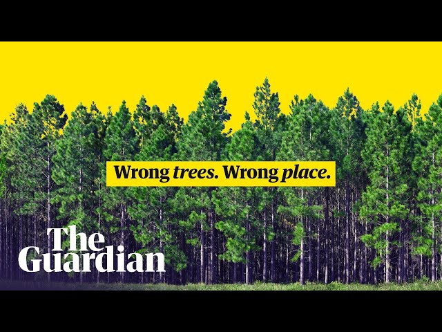 How we get tree planting wrong