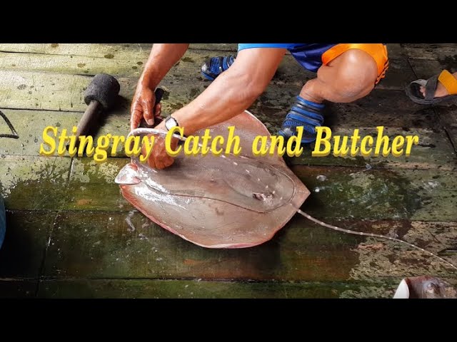 Stingray - Catch and butcher