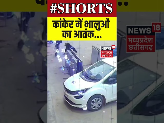 Viral Video : कांकेर में भालुओं का आतंक जारी | Shorts | Latest News | N18S