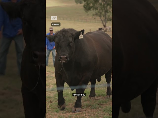 Speckle Park farmers have looks, personality and impressive results in the paddock | ABC Landline