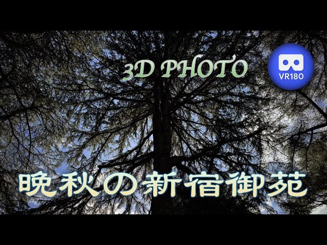 [3D VR180]  晩秋の新宿御苑