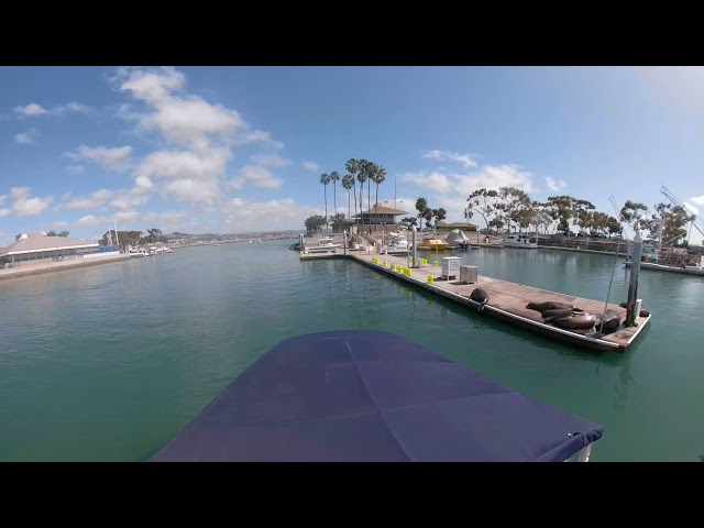 Sea Lions on the Dock in DP