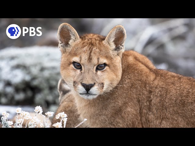 Mother Puma Teaches Daughter How to Hunt