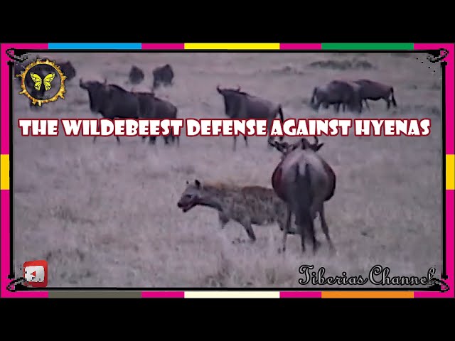 The wildebeest defense against Hyenas | animal planet | wildlife | africa | bbc earth | Hyena | zoo