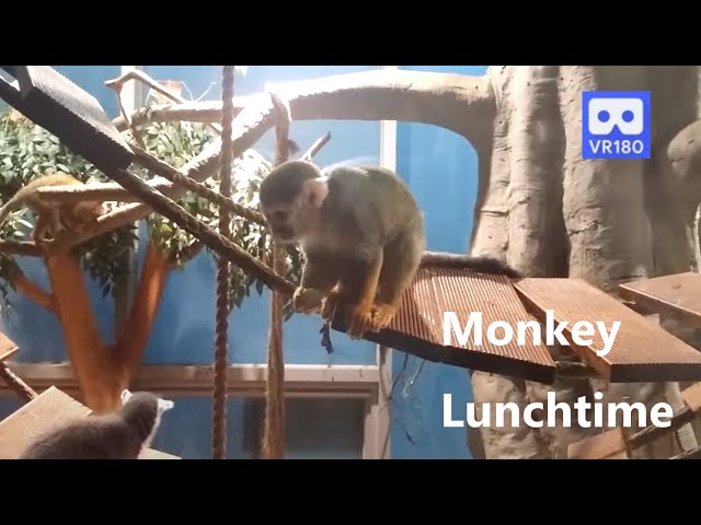 3D 180VR 4K Monkey Lunchtime ^^   Monkey Love Apple