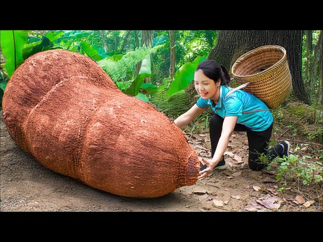 Harvesting giant yam tubes to sell at market | daily life of mother and daughter