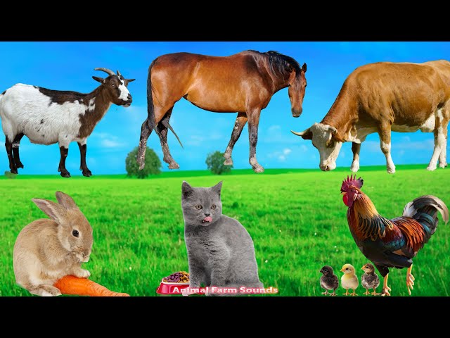 Food and Animal Farm Sounds: Chicken, Horse, Rabbit, Goat, Cow, Cat - Animal Sounds