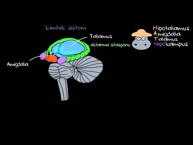 Duygular: Limbik Sistem (Sağlık Bilgisi ve Tıp)