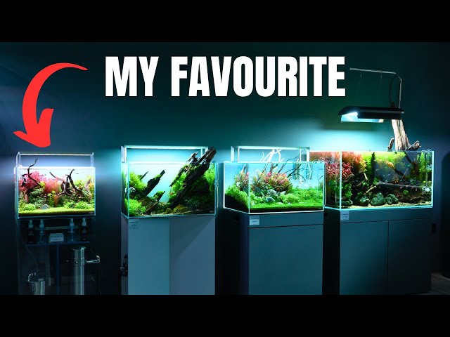 AMAZING AQUARIUM STORE TOUR! Aquascape Inspiration