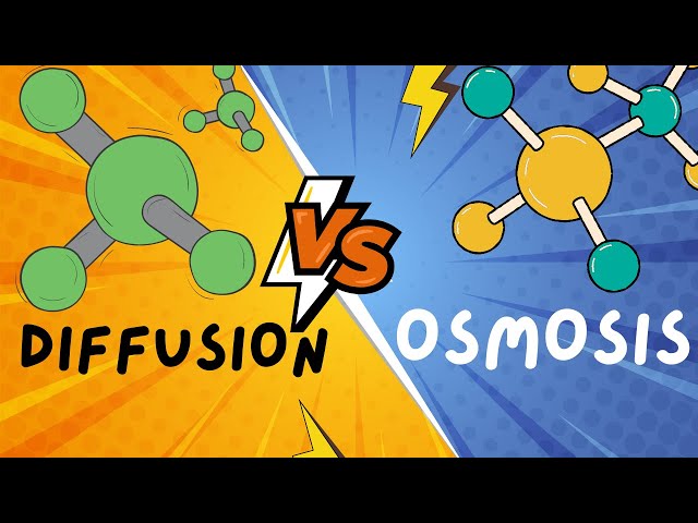 Biology Help: Diffusion and Osmosis explained in 5 minutes!!