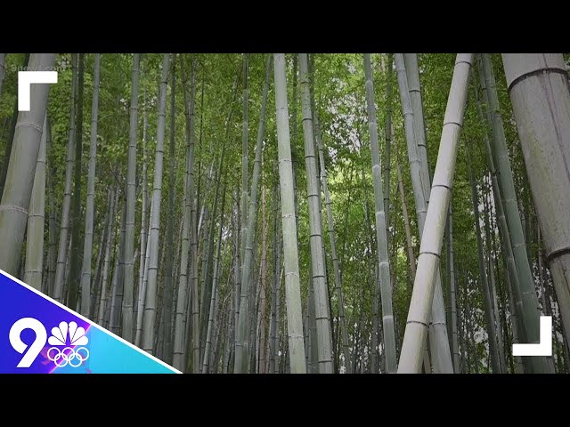 Inside the bamboo forests of Japan