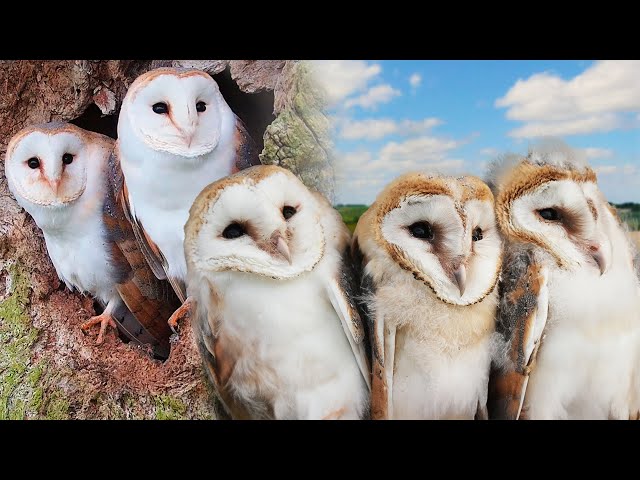 Barn Owl Family Flourishes Thanks to Wise Owl Mum | Gylfie and Dryer | Full Story | Robert E Fuller