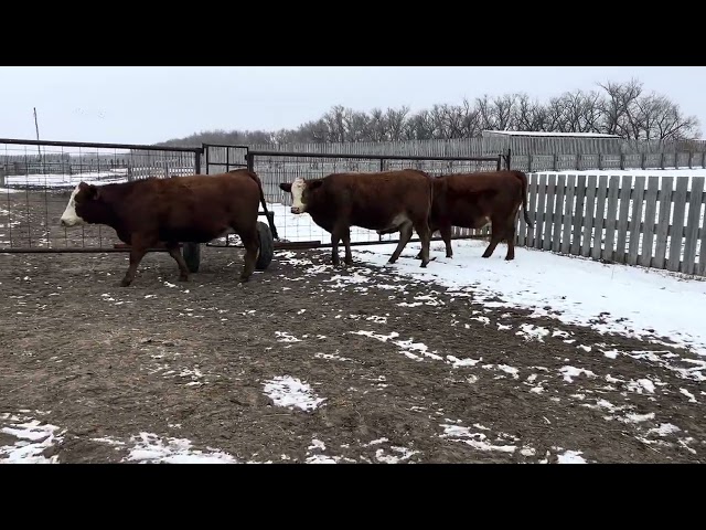 Sim/Red Angus Bred Heifers 2023 Group of 3