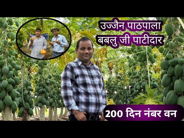 पपीते का शानदार नंबर वन बगीचा || उज्जैन बबलू जी पाटीदार || #papaya_farming #papitakikheti