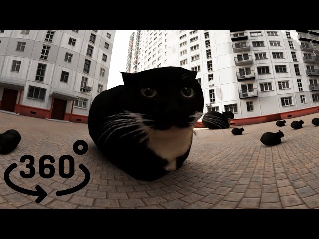 Maxwell cat dance in VR 360