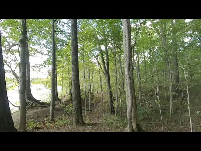 Into the Forest of Eagle Creek Park #1 of 2 - 3D VR180 (180 Degrees) Video Collage