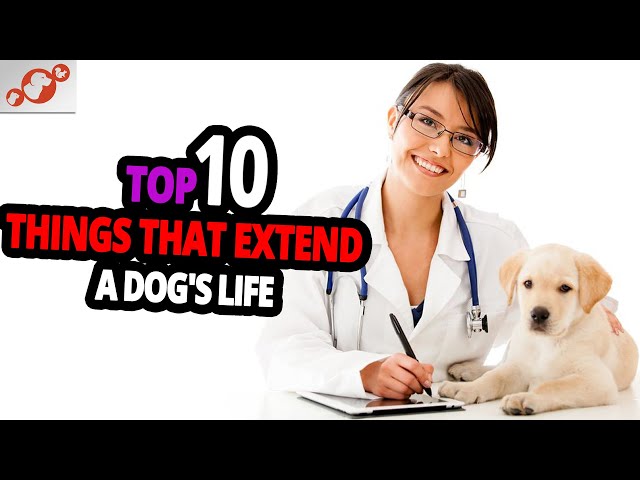 🐕 Dog Lifespan - TOP 10 Things That Extend A Dog's Life That Owners Fail To Do!