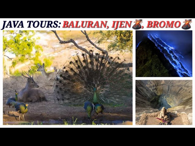 Ketapang Indah Hotel Tour | Indonesian History | Mt Ijen Mt Bromo Java Volcano Tour | D 11 P 1 | 4K