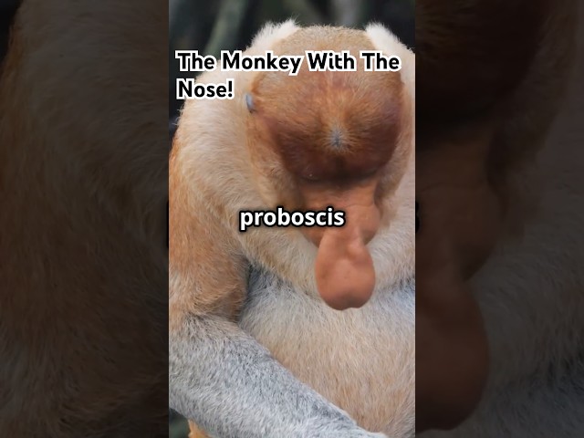 Proboscis Monkey Has Nature's Most ASTOUNDING Nose!