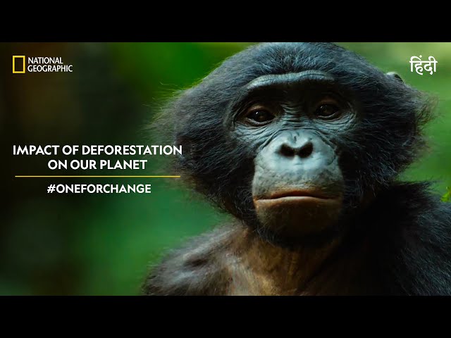 Impact of Deforestation on our Planet | #OneForChange | हिन्दी | National Geographic