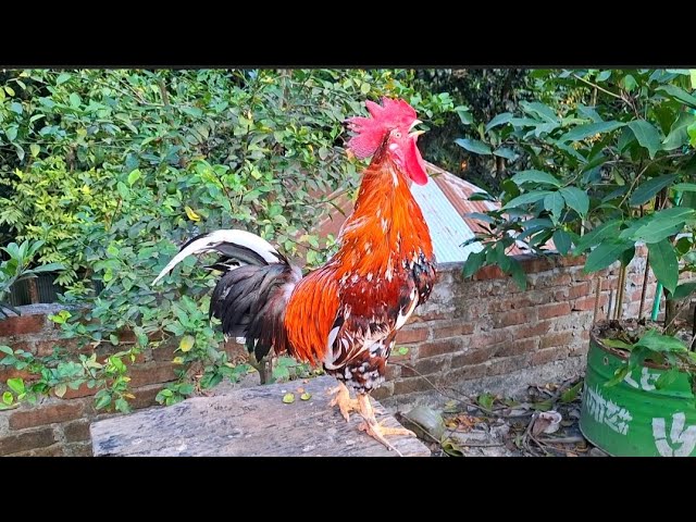 rooster crowing compilation