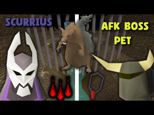 How to Completely AFK The Easiest Boss Pet in Runescape! (Scurrius)