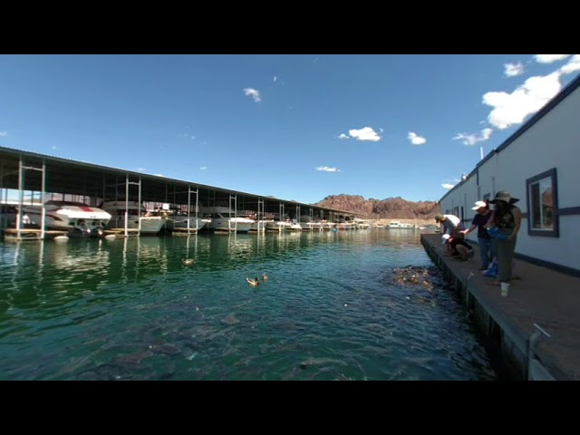 Giant Fish Go Crazy for Popcorn at Lake Mead Marina, Nevada in VR180 3D.