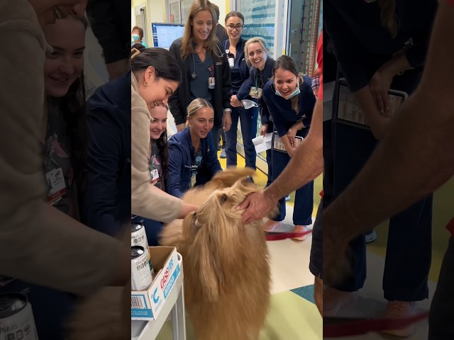 Best Therapy Dog Moments at Children’s Hospital! #goldendoodle #spreadsmile #childrenshospital