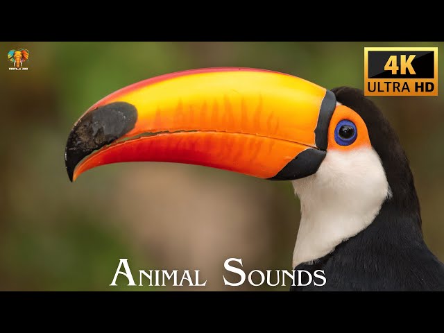 4K Ultra HD Animal Sounds for Relaxation & Sleep