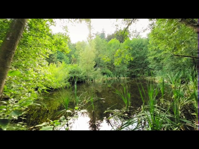 Nature Experience Black Forest VR # 7: Meditation Pond to Relax, recharge and Calm Down