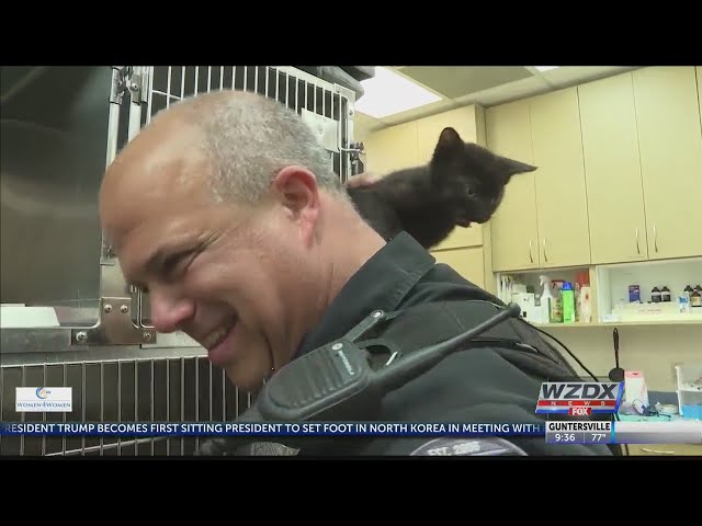 Police officer saves kitten on GA highway