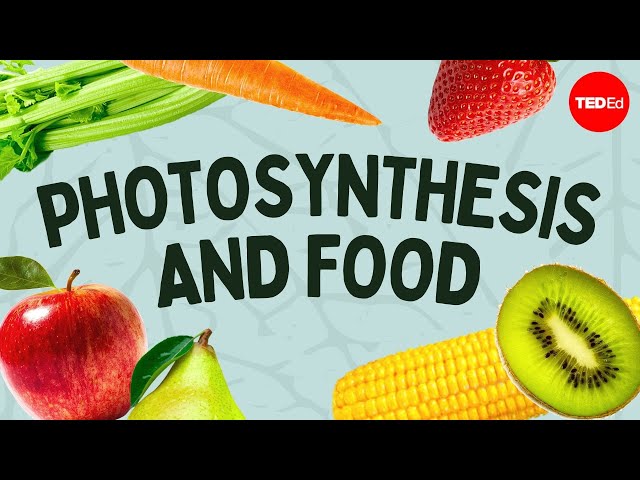 The simple story of photosynthesis and food - Amanda Ooten