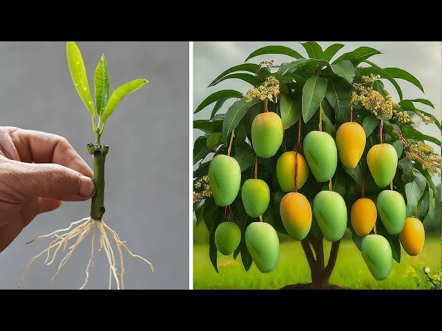 The Secret To Growing Mangoes Is Easy And Produces A Lot Of Fruit!