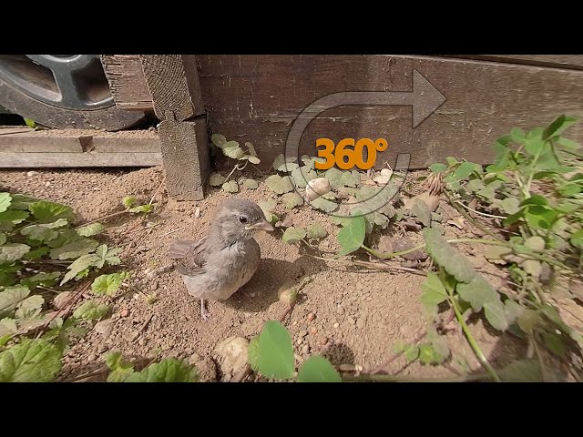 🌞🐦 House Sparrow taking his first sand bath! | Cute Bird 360°