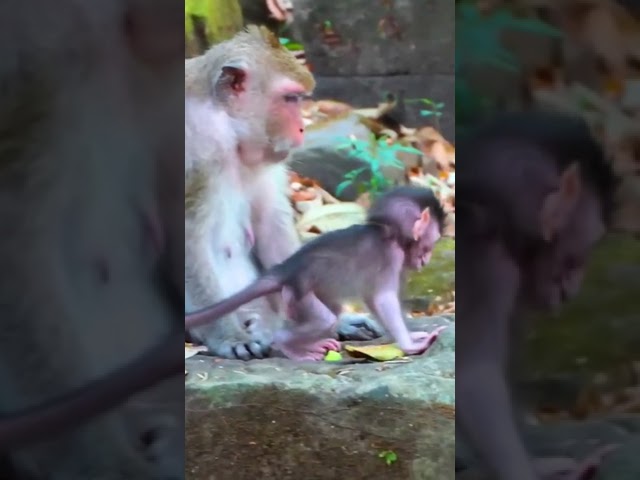 Ep785. Adorable Monkeys Play Hide and Seek For Treats in the Jungle