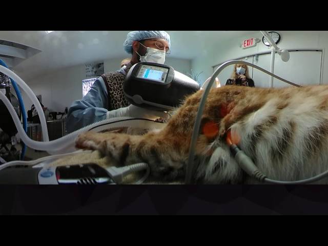 JoJo CaraVel Veterinary Procedure part 5