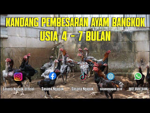 Melihat Kandang Pembesaran Ayam Bangkok SN Usia 4 - 7 Bulan