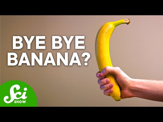 Bananas Are Not What You Think | The Shocking Truth