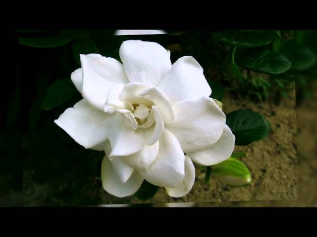 Flor de Gardenia 🌼