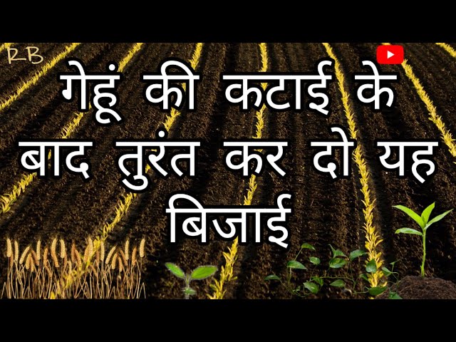 गेहूं की कटाई के बाद में क्या बोए ? What to sow after harvesting wheat ? by RB सलाहकार