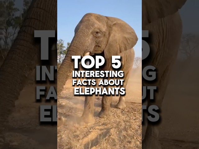 Top 5 interesting facts about elephants🐘 #facts #animals #elephant