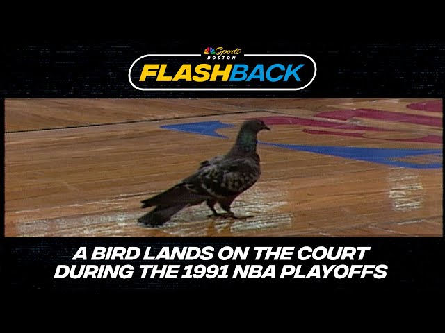 FLASHBACK: Remember when a Bird (not Larry) delayed a 1991 Celtics vs. Pistons NBA Playoff game?