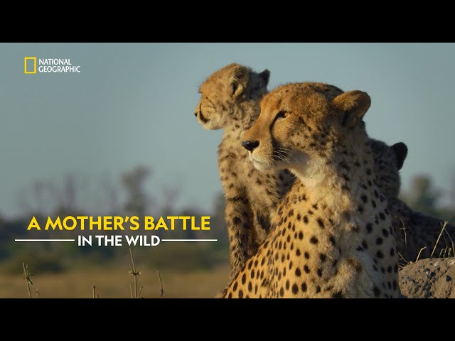 Cheetah’s Fight for Life | Savage Kingdom | हिंदी | Full Episode | S1 - E1 | Nat Geo Wild