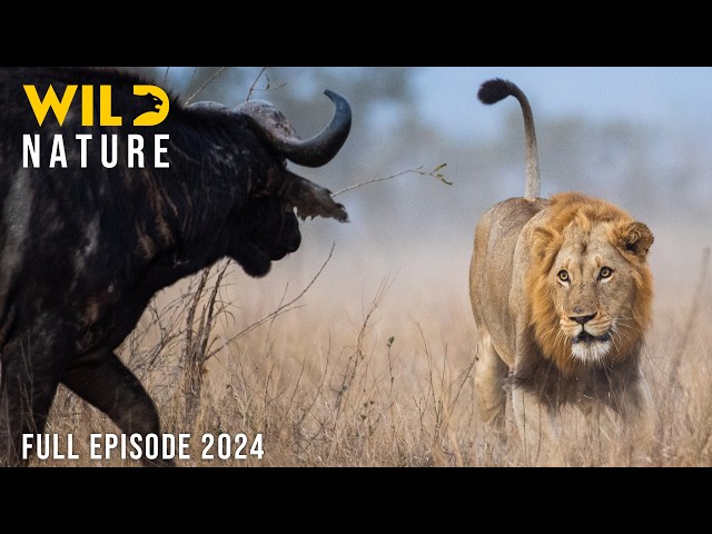 WILD SAVANNAH | Survival Stories from the Heart of Africa | Animal documentary