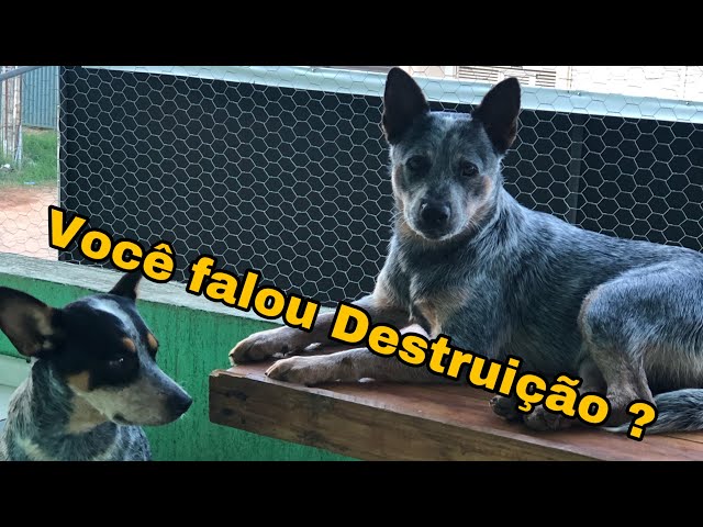 Blue Heeler(BoiadeiroAustraliano) Morando em apartamento da certo? Rasgaram meu sofá,são carinhosos?