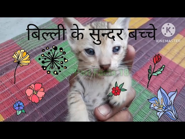 Beautiful Kitten || Steddy kittens || Cute cats || Beautiful cats in the world || Cute kittens #cat