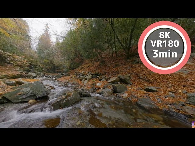 3 Min Meditation Beautiful autumn leaves in the valley VR180 8K Binaural ASMR