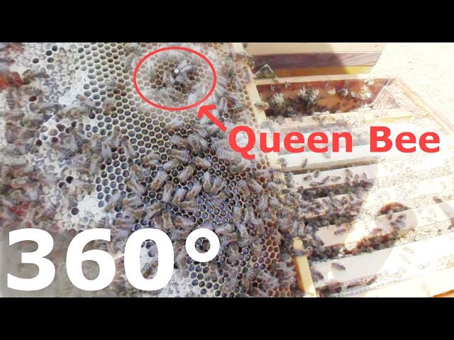 How to make Honey Bees in 360 degree VR