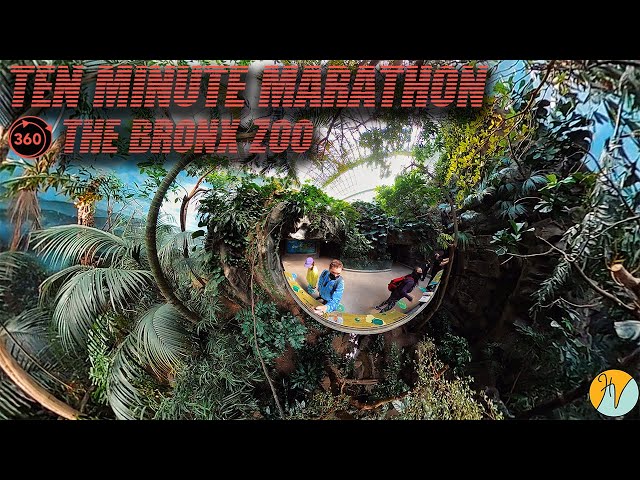 Ten Minute Marathon | The Bronx Zoo